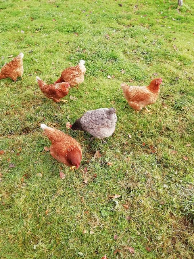 Pantasaph Farm B&B Холиуэлл Экстерьер фото